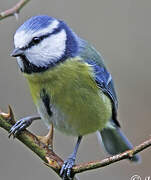 Eurasian Blue Tit