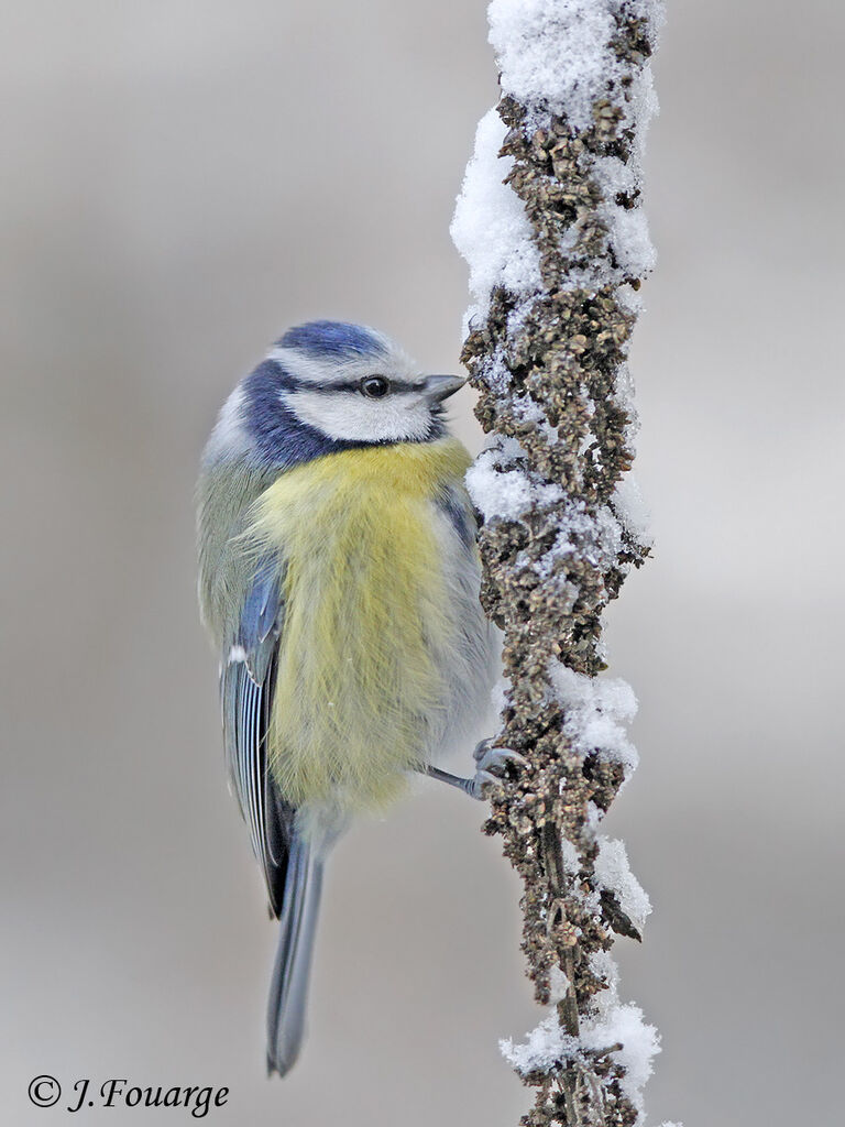 Eurasian Blue Tit, feeding habits, Behaviour