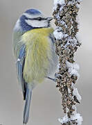 Mésange bleue