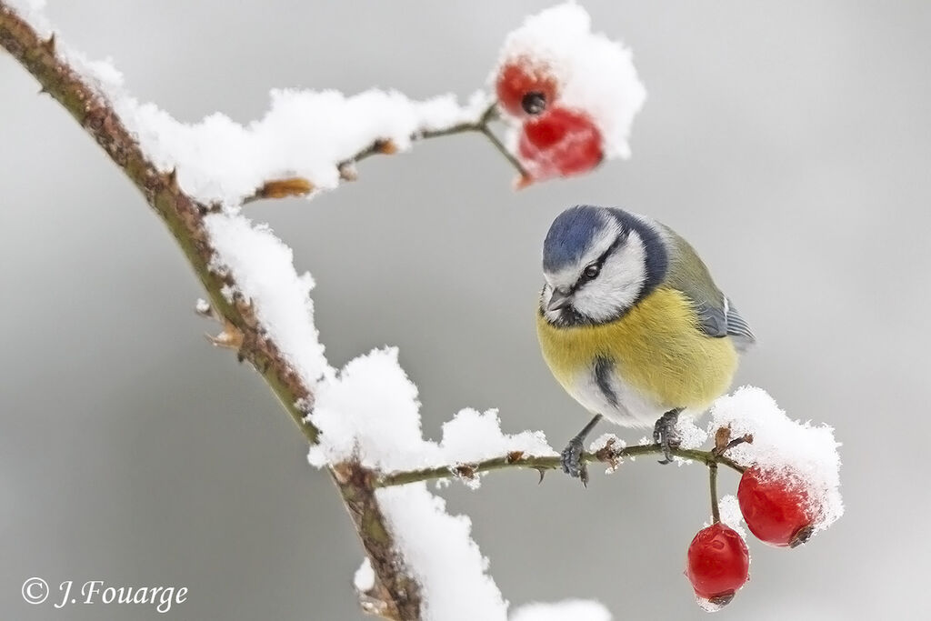 Mésange bleue