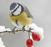 Eurasian Blue Tit