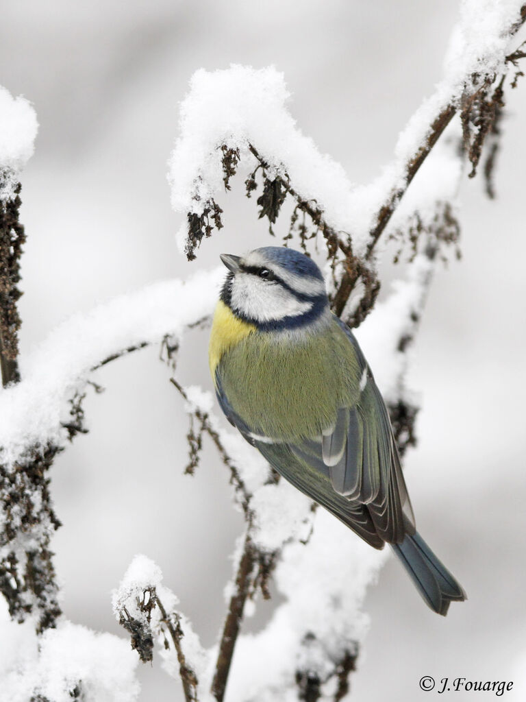 Eurasian Blue Tit