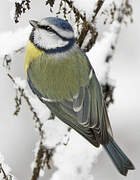 Mésange bleue