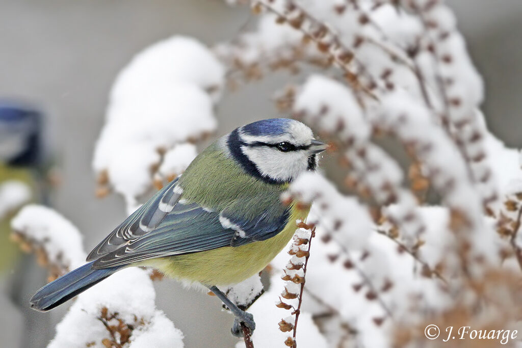 Eurasian Blue Tit