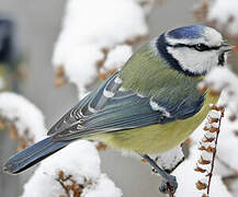 Eurasian Blue Tit