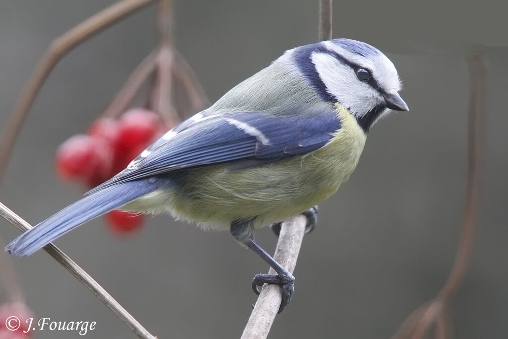 Eurasian Blue Titadult, identification