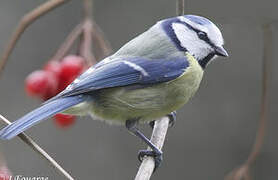 Eurasian Blue Tit