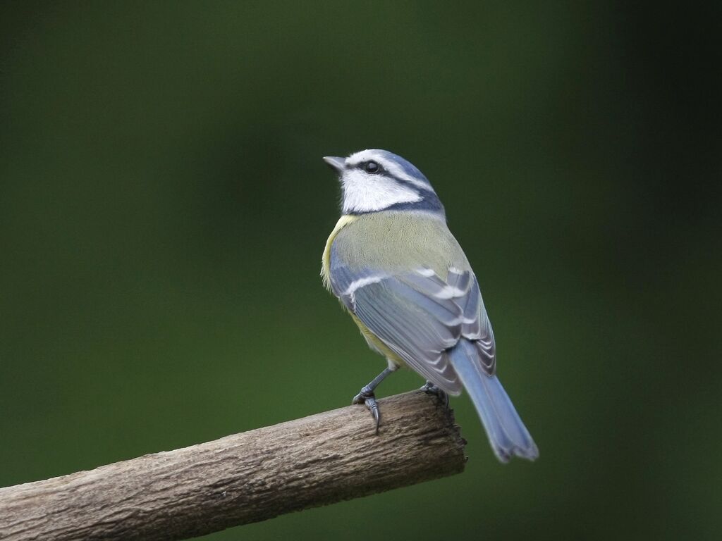 Eurasian Blue Tit