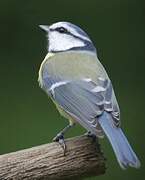 Eurasian Blue Tit