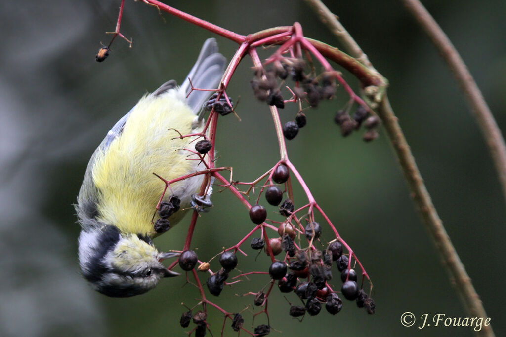 Eurasian Blue Tit, identification, feeding habits, Behaviour