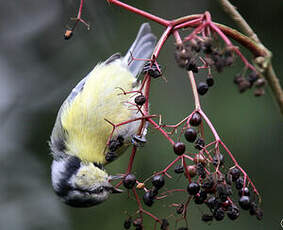 Mésange bleue