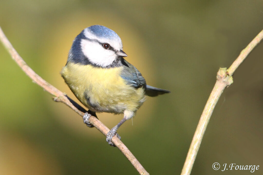 Mésange bleue, identification