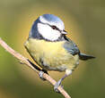 Mésange bleue