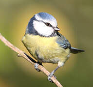 Eurasian Blue Tit