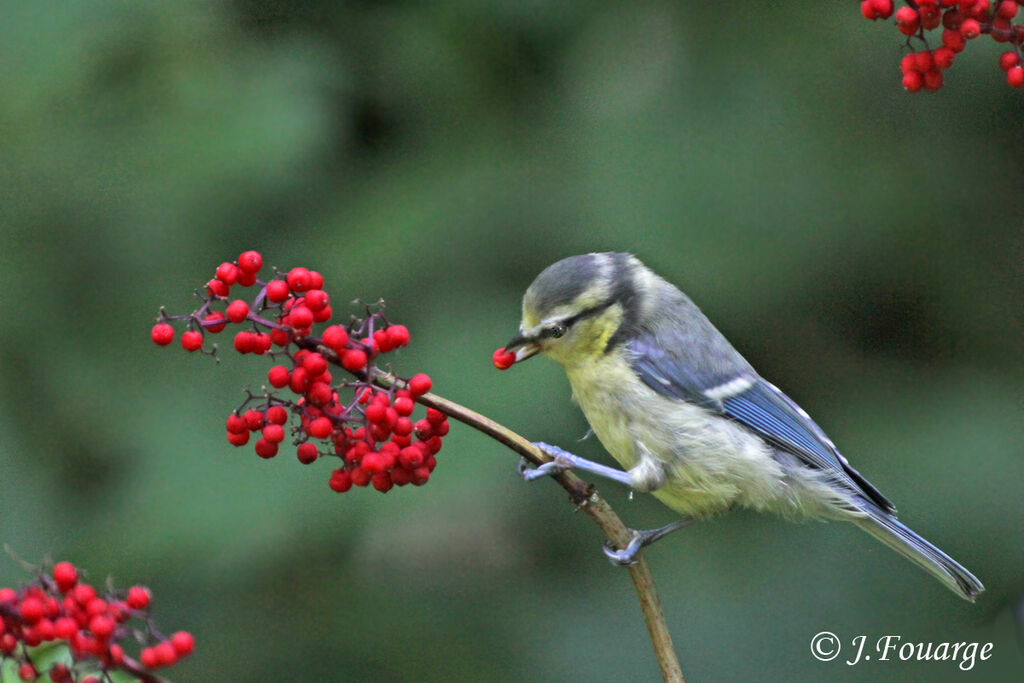 Mésange bleuejuvénile, identification, régime, Comportement