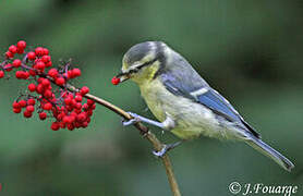 Eurasian Blue Tit