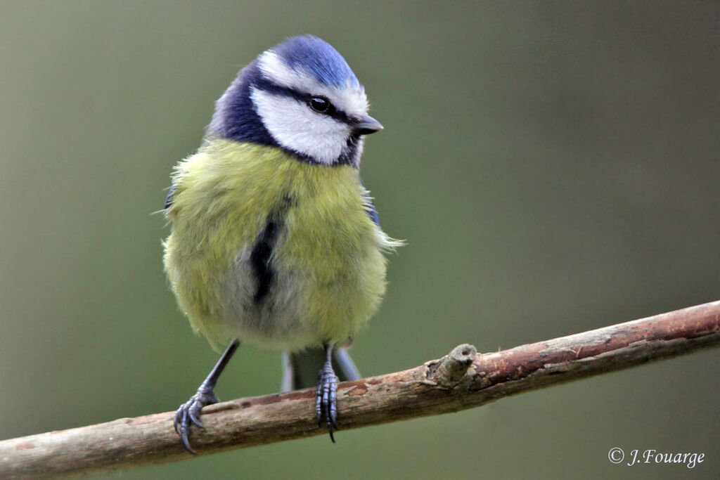 Mésange bleue, identification