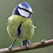Eurasian Blue Tit