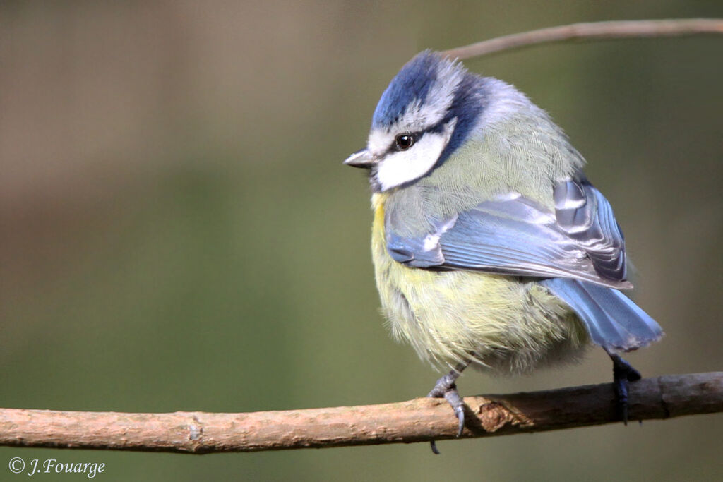 Mésange bleue, identification