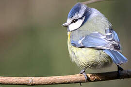 Eurasian Blue Tit