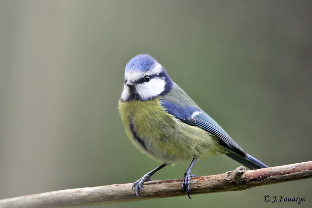 Eurasian Blue Tit, identification