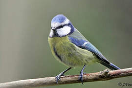 Eurasian Blue Tit