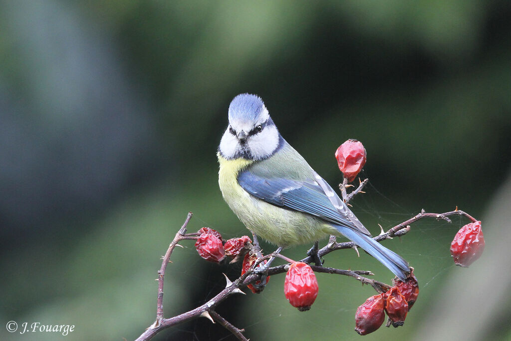 Eurasian Blue Tit, identification, song