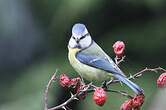 Mésange bleue