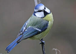 Eurasian Blue Tit