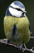 Eurasian Blue Tit