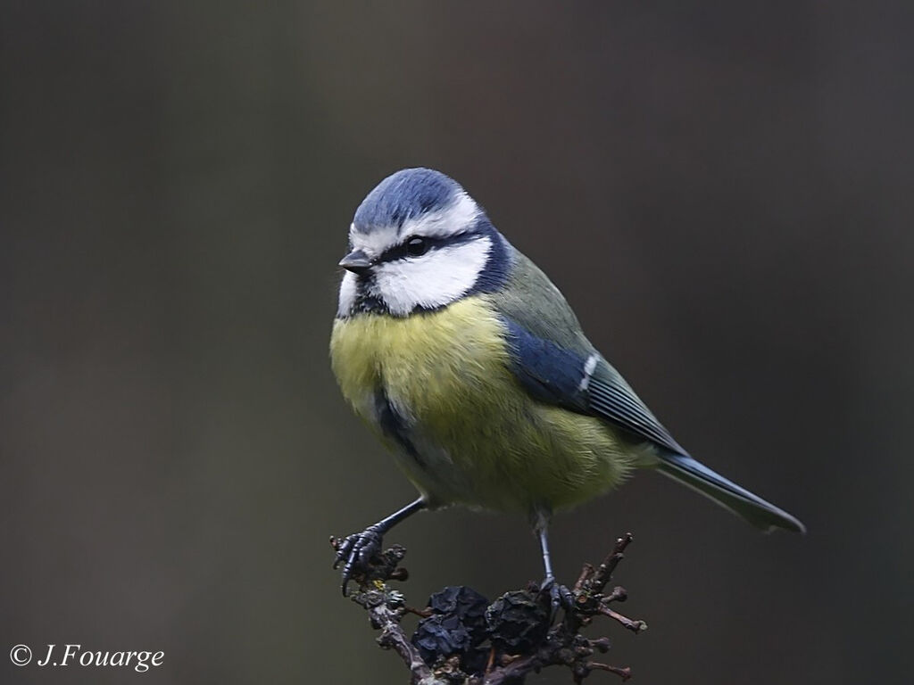 Mésange bleueadulte