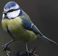 Eurasian Blue Tit