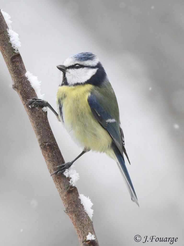 Eurasian Blue Tit, identification