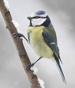 Eurasian Blue Tit