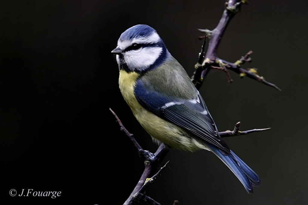 Mésange bleueadulte