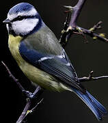 Eurasian Blue Tit