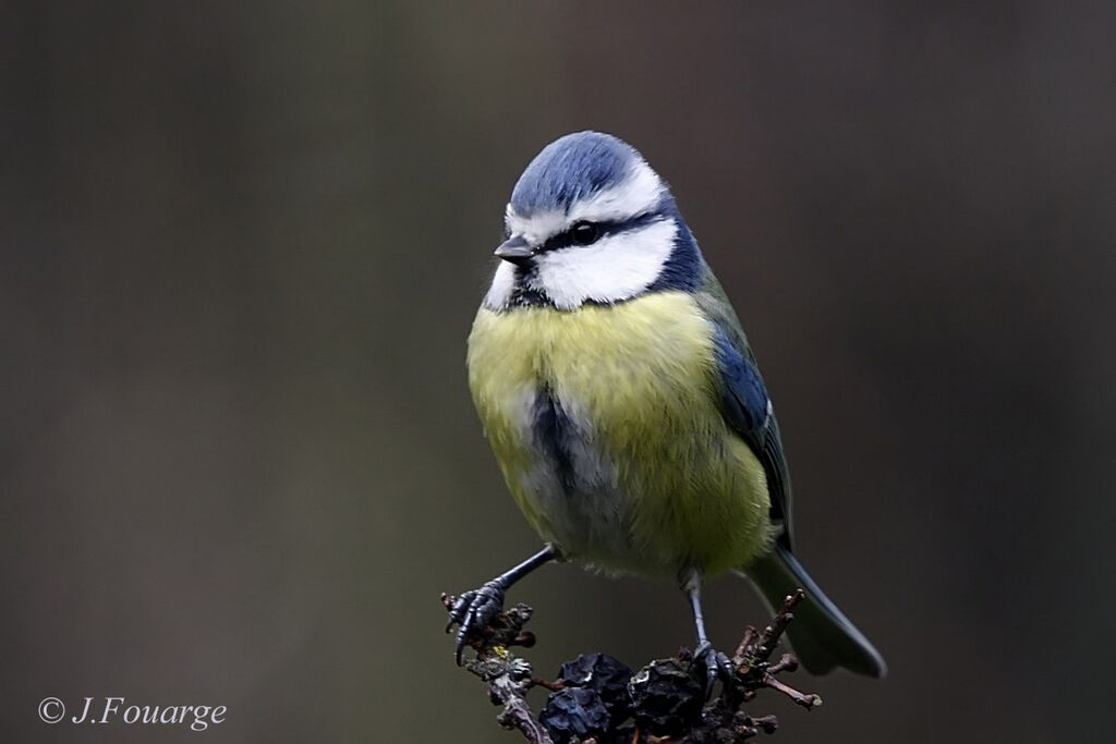 Mésange bleueadulte