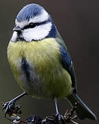 Eurasian Blue Tit