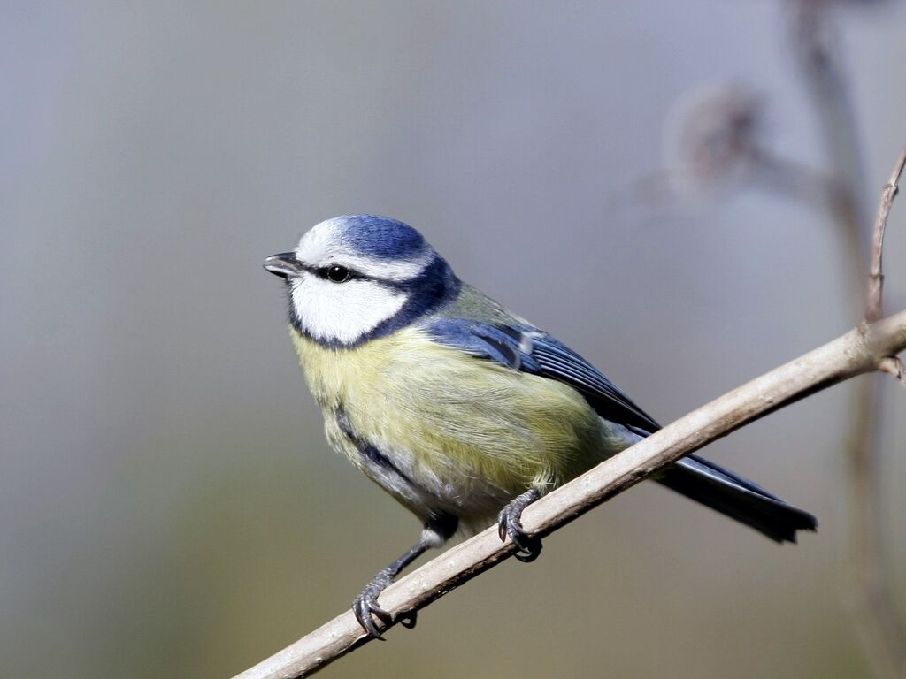 Mésange bleueadulte, chant