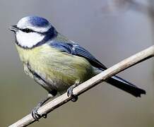 Eurasian Blue Tit