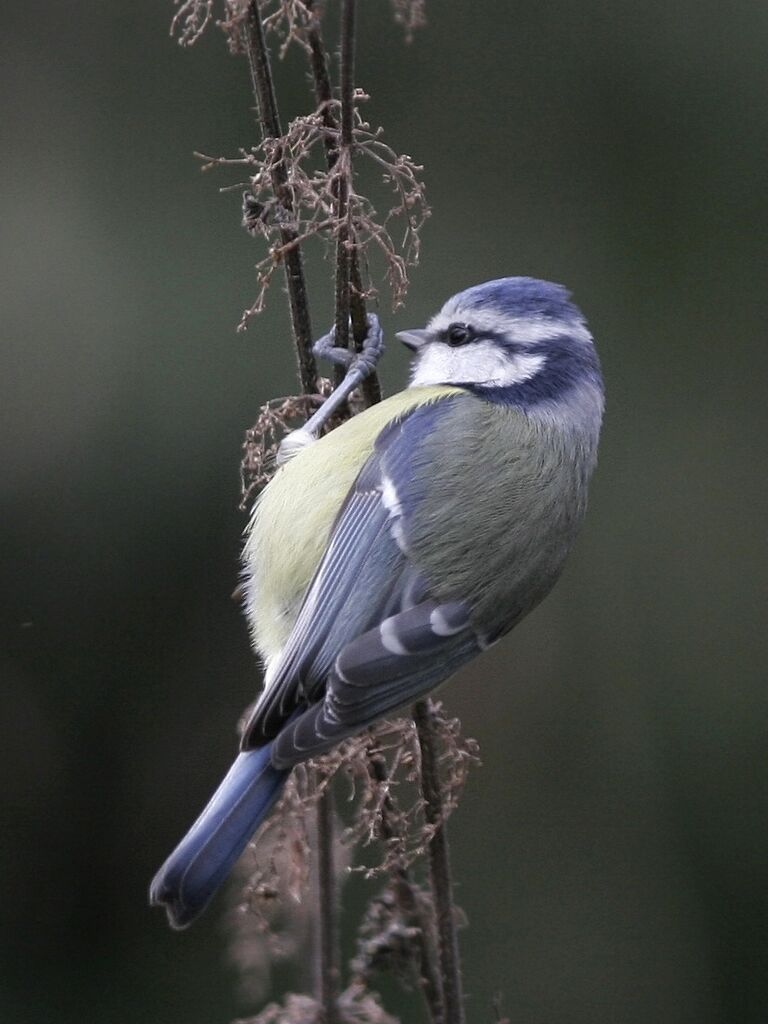 Eurasian Blue Tit, feeding habits