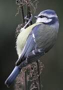 Eurasian Blue Tit