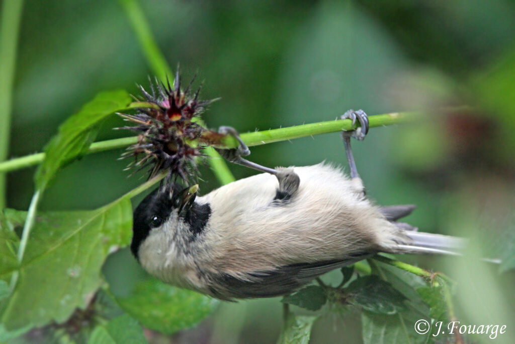 Willow Tit, identification, feeding habits, Behaviour