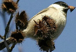 Willow Tit