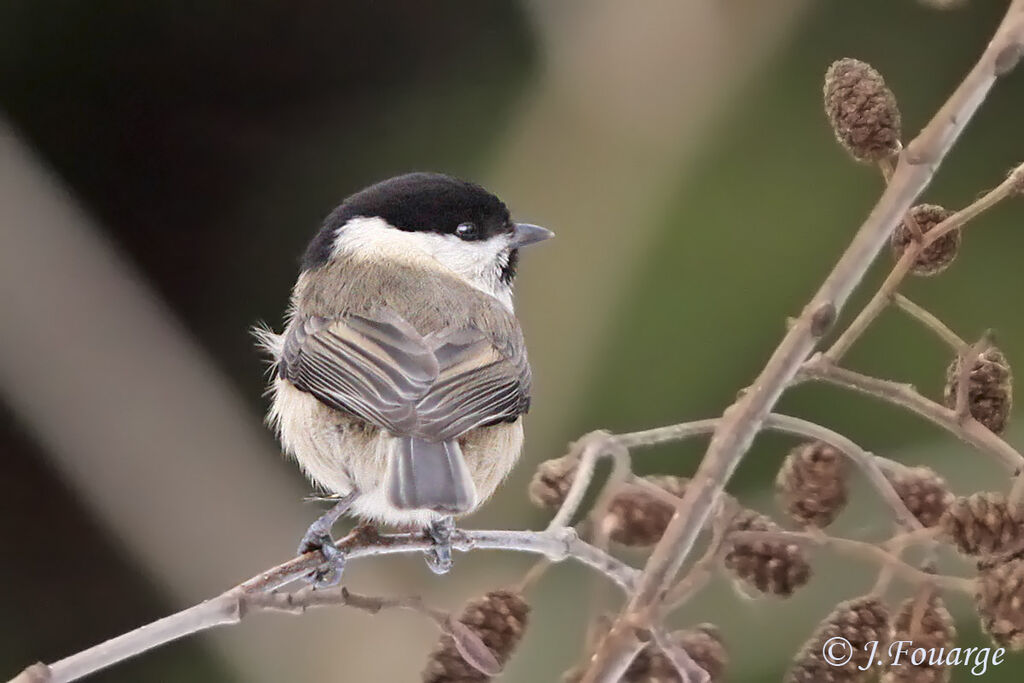 Mésange boréale, identification