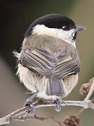 Willow Tit