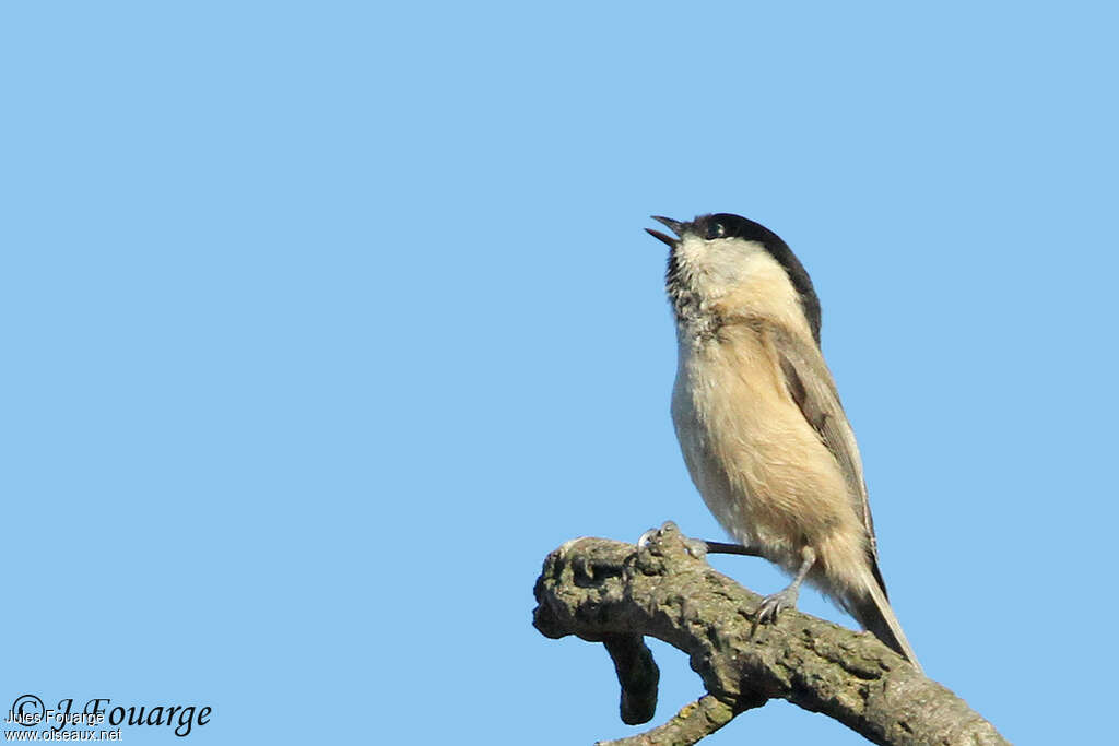 Willow Tit male adult, song