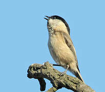 Willow Tit