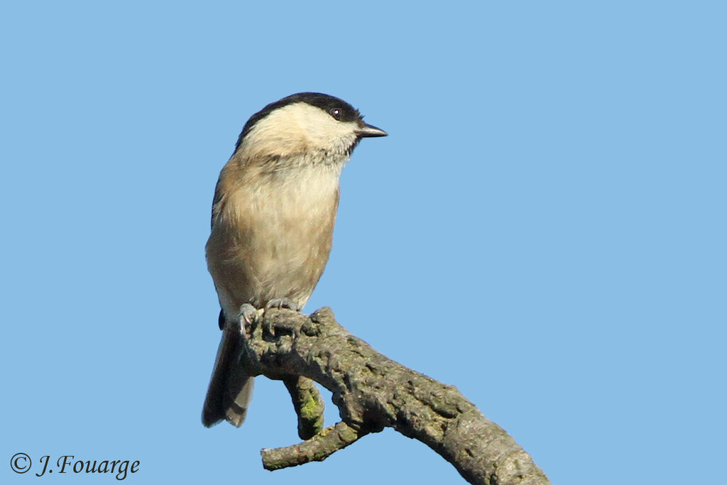 Mésange boréale, identification