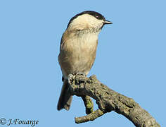 Mésange boréale